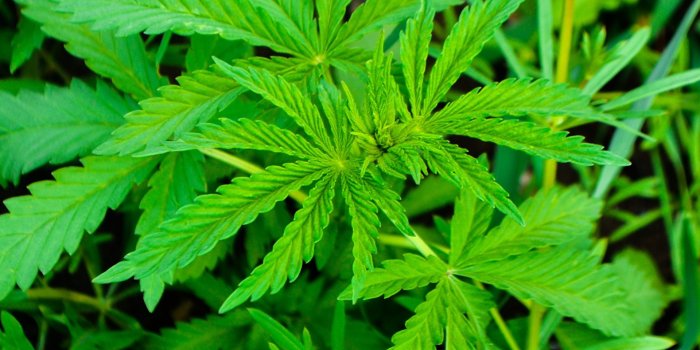 1920x1080 Image Foliage Green Marijuana Closeup 1920x1080