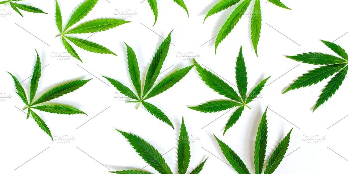 1820x1214 Green cannabis leaves, marijuana on