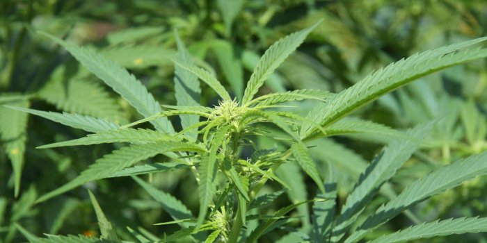 2048x1365 HD wallpaper: marijuana beautiful pictures for, green color, growth