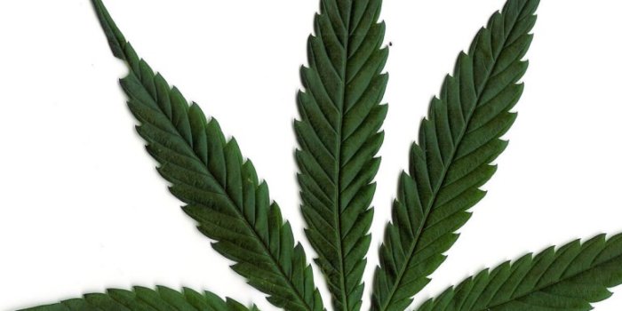 2048x2048 1024X768 Marijuana Leaf White Background - 2048X2048 | HD Weed
