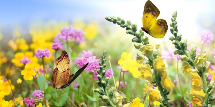 1920x1080 Butterfly Garden Wallpapers - Top Free Butterfly Garden Backgrounds