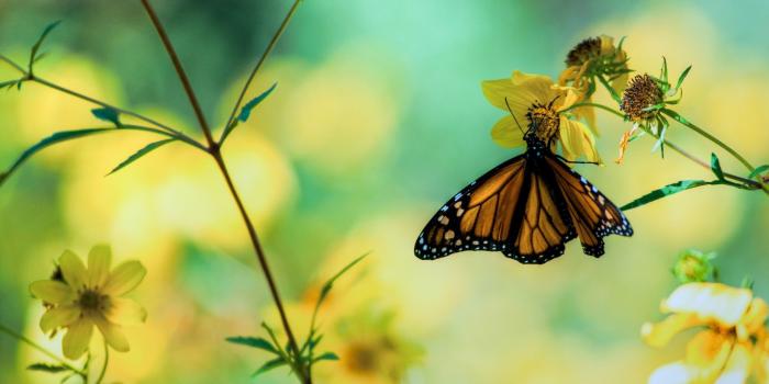 2560x1600 Butterfly Garden Wallpapers - Top Free Butterfly Garden Backgrounds