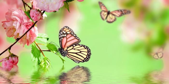 3840x2160 Butterfly Garden Wallpapers - Top Free Butterfly Garden Backgrounds