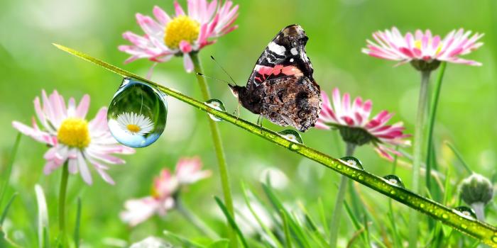 3840x2160 Butterfly Garden Wallpapers - Top Free Butterfly Garden Backgrounds