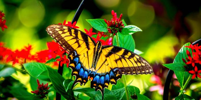 3816x2144 Colorful Butterfly On Flower (#2014721) - HD Wallpaper Download