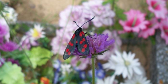 1332x850 Wallpaper flower, butterfly, garden, meadow images for desktop