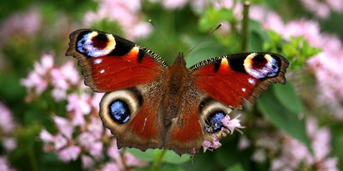1332x850 Wallpaper colors, butterfly, garden images for desktop, section