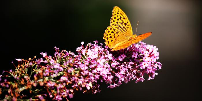 3840x2160 Butterfly In Botanic Garden #158 Wallpapers and Free Stock Photos