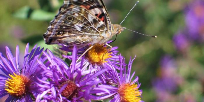 1024x768 Butterfly Garden - Dyck Arboretum