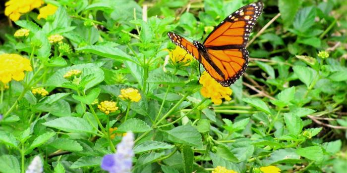 2029x1444 Yellow Butterfly Flowers Garden Bugs Conservatory Wallpaper