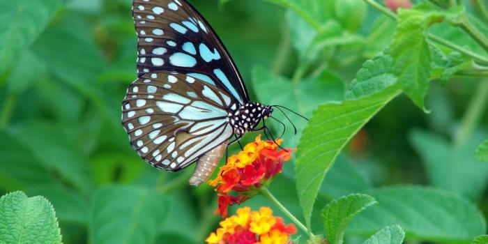 1600x1200 Blue Tiger Butterfly In My Butterfly Garden.jpg ~ Harster