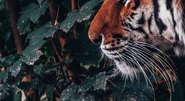 640x1385 The beast in the jungle iPhone X wallpaper #forest #nature #fur