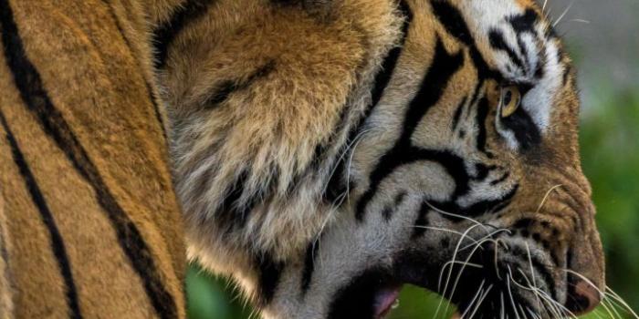 720x1280 Predator, a beast, tiger, animal, 720x1280 wallpaper | Big cats