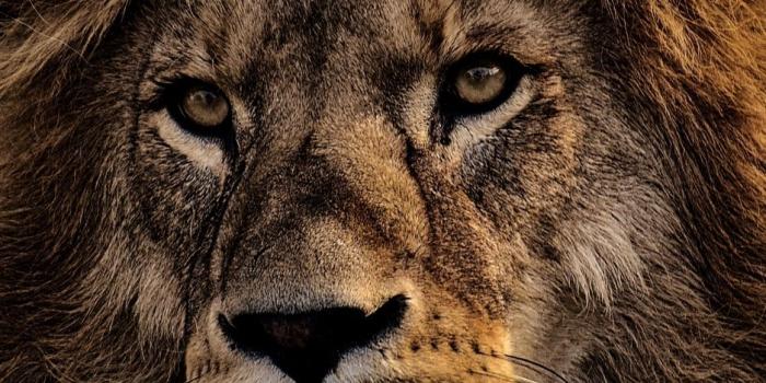 938x1668 Download wallpaper 938x1668 lion, mane, predator, king of beasts