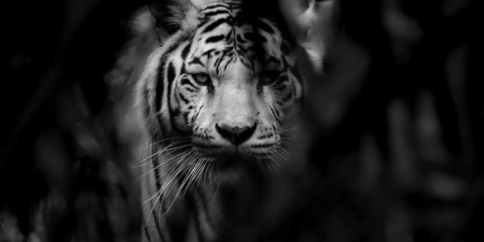 1332x850 Wallpaper cat, tiger, beast images for desktop, section кошки - download