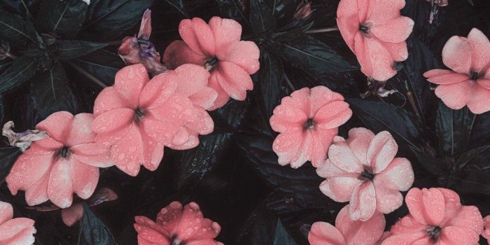 1080x1920 Wallpaper For Iphone, Walpaper Iphone, Lock Screen - Flowers