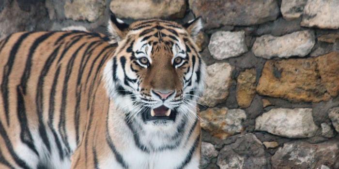 3000x2000 3052288 amur tiger, animal, beast, beast of prey, closeup, predator