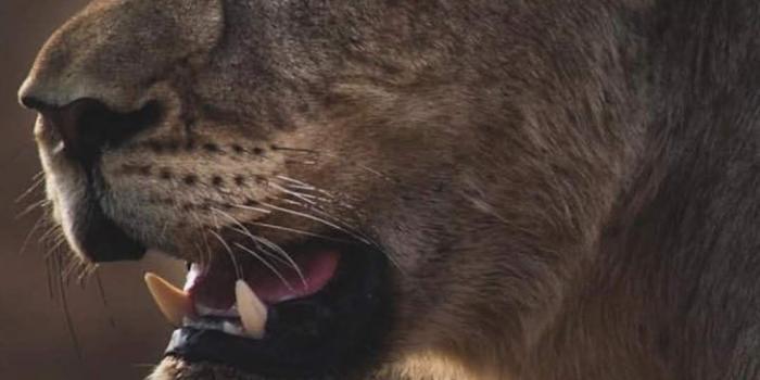 1080x1920 Follow on Instagram @beastdesire for more | Beast Desire Wallpaper