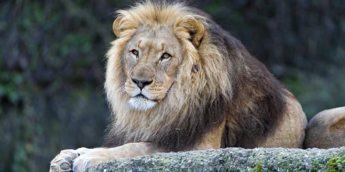 3840x2160 4K Papers - Male lion wallpaper