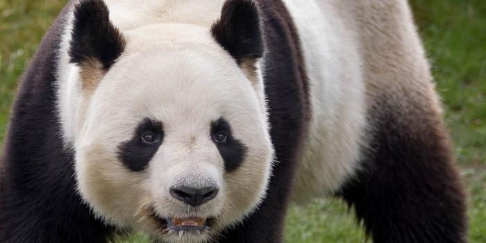 1332x850 Wallpaper animals, panda, beast, temnobelos images for desktop