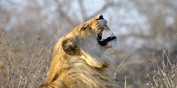 3840x2400 Download 3840x2400 wallpaper lion, roar, beast, animal, 4k, ultra hd