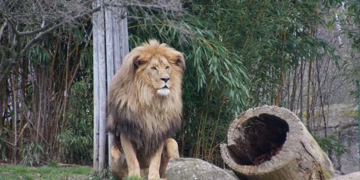 3568x2368 HD wallpaper: beige deer, antelope, ears, patches, muzzle, beast