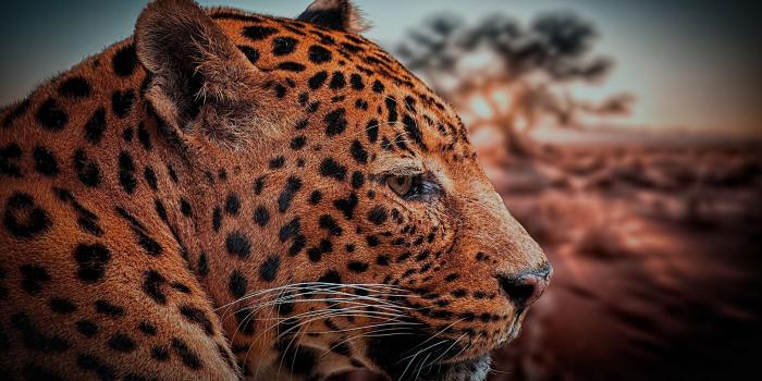 2050x1200 3100782 africa, animal, beast, leopard, makovit beast, nature