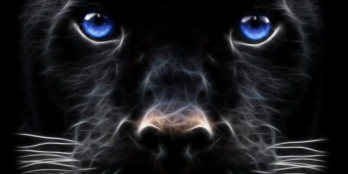 1600x1000 Black Beast Wallpaper | Pin it Black | Black jaguar, Panther