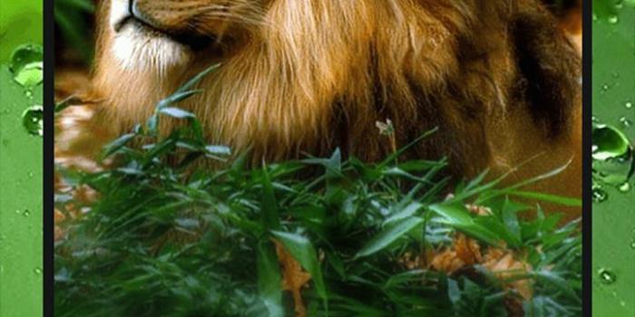 720x1280 Ferocious beast Animal Wallpaper for Android - APK Download