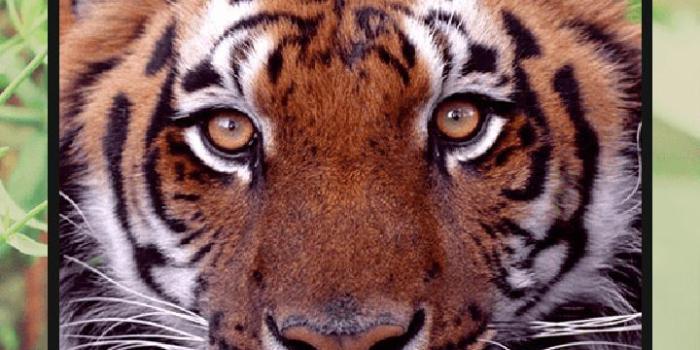 720x1280 Ferocious beast Animal Wallpaper for Android - APK Download
