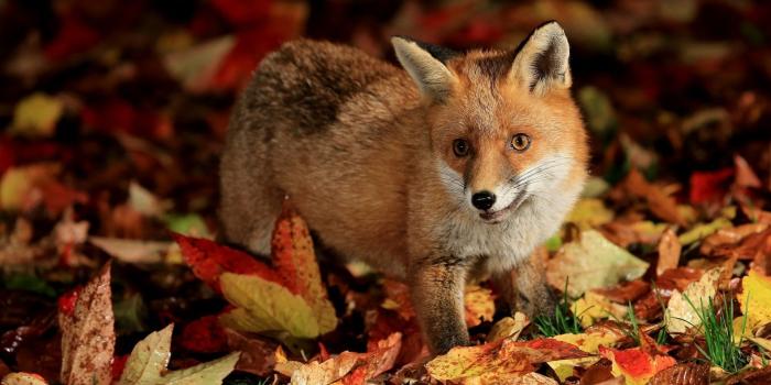 1920x1200 Cute fox wallpaper - Animal wallpapers - #26041