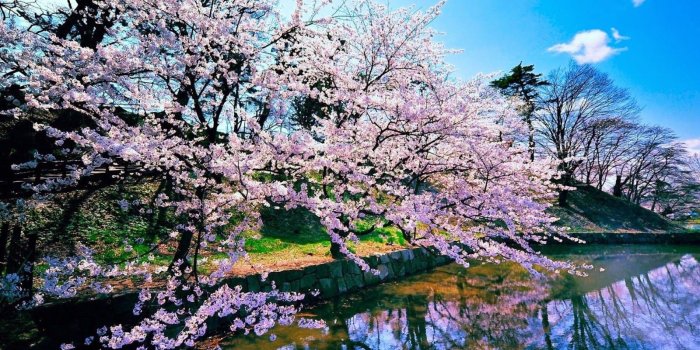 1600x900 Epic Japanese Nature Wallpapers - Top Free Epic Japanese Nature