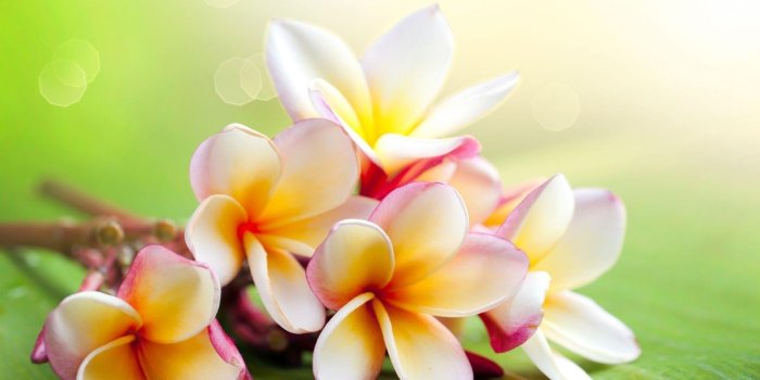 1920x1080 Jasmine Flower Wallpapers