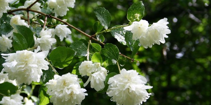 1821x1149 Jasmine flower images |Beautiful HD jasmine flower Free wallpapers