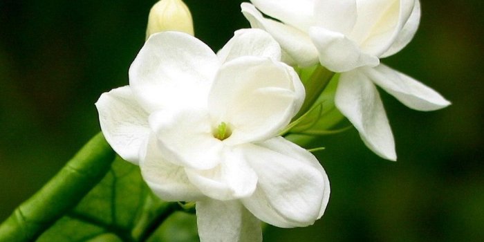 1024x768 Jasmine Flower Wallpapers HD