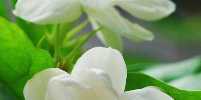 1080x1920 Jasmine Flower Macro #iPhone #6 #plus #wallpaper | iPhone 6~8