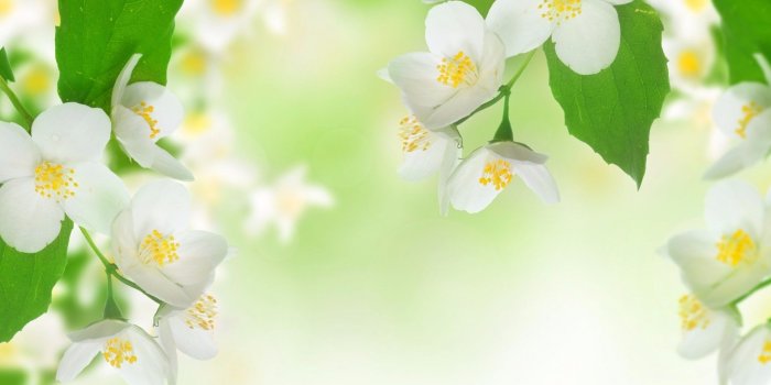 1920x1421 52+ Name Jasmine Wallpapers on WallpaperPlay