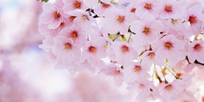 1920x1080 40+ Jasmine Flower Wallpapers - Download at WallpaperBro