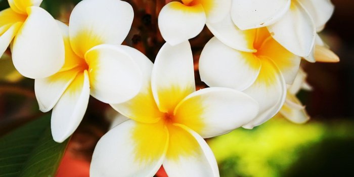 1680x1050 Jasmine Flower Wallpapers