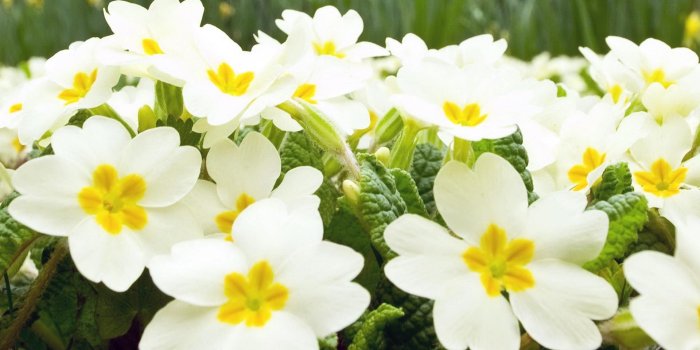 1920x1080 Jasmine Flower Wallpapers HD Backgrounds Free Download - Baltana