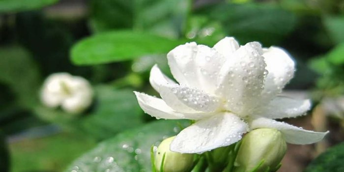1680x1050 jasmine flowers | Beautiful Jasmine with Water Drops | Flowers