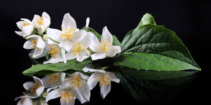 1024x768 21+ Jasmine Flower Wallpapers, Backgrounds, Images | FreeCreatives