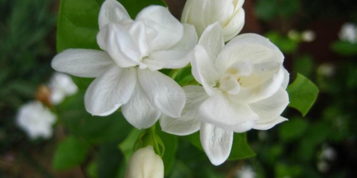 1024x768 Jasmine Flower Wallpapers