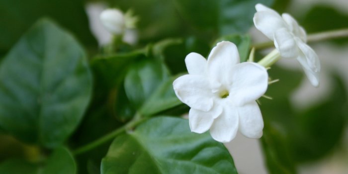 2852x2044 Jasmine Flower Wallpapers