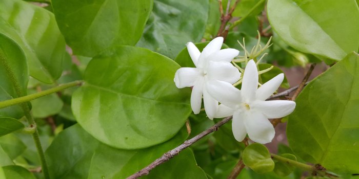 5312x2988 White Jasmine Flower - Flower Jasmine Free Wallpaper & Backgrounds