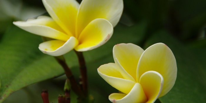 1600x1177 Yellow Jasmine Flower Wallpaper 08206 - Baltana