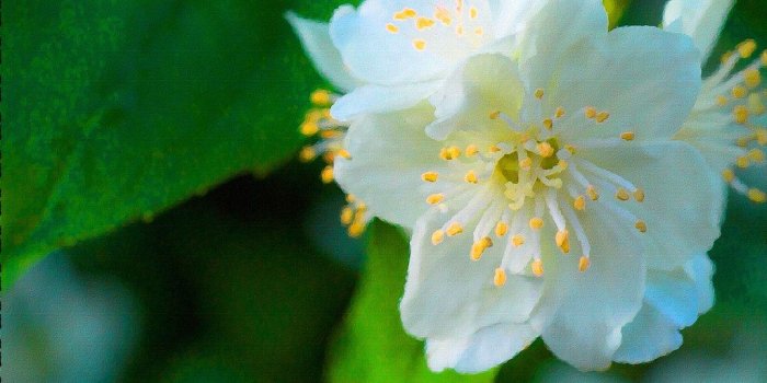 1024x768 jasmine flower wallpaper hd | jasmine flower wallpaper hd