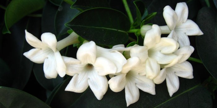 1600x1000 Natural HD Wallpaper: Jasmine Flower wallpaper | Beautiful Flower