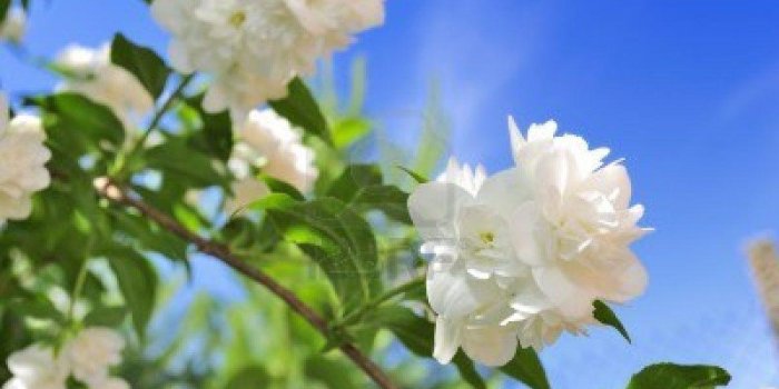 1200x798 Jasmine Flower Wallpapers