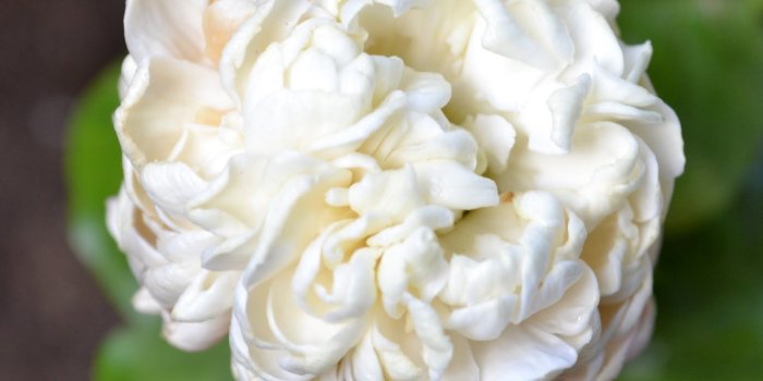 1600x1583 Jasmine Flowers Wallpapers - Jasmine (#1097751) - HD Wallpaper Download